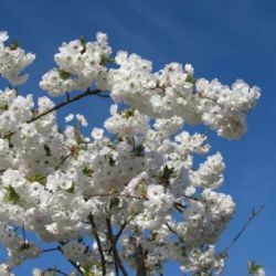  Prunus  ’White  Fontaine’  1/2T  CLT18 dszcseresznye
