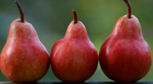  PYRUS COMMUNIS WILLIAMS ROSSO CLT. 6 HALF STANDARD Piros vilmos krte