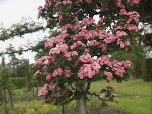  Futrzsa Rosa Banksiae ’Rosea’ CLT3 100/150