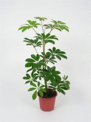  Schefflera arboricola ’Charlotte’ 13 cm-es cserpben, kb. 35 cm magas