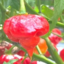Ozis Scorpio rendkvl csps chili paprika palnta 12 cm-es cserpben (szllts prilis vgtl)