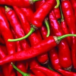  Szegedi 80 enyhn csps paprika palnta 10,5-12 cm-es cserpben (szllts prilis vgtl)