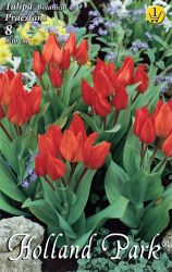  Tulipa Multiflowered Praestans tulipn virghagymk 2’