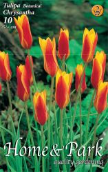  Tulipa Chrysantha botanikai tulipn virghagymk 2’