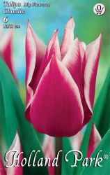  Tulipa Lily flowered Claudia liliomvirg tulipn virghagymk 0’