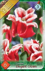  Tulipa Coronet Elegant Crown tulipn virghagymk 2’
