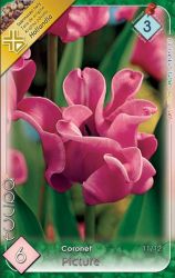  Tulipa Coronet Picture tulipn virghagymk 2’