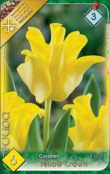  Tulipa Coronet Yellow Crown tulipn virghagymk 2’