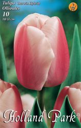  Tulipa Darwin Hybrid Ollioules Darwin hibrid tulipn virghagymk 2’