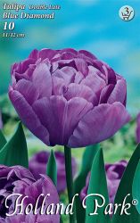  Tulipa Double Late Blue Diamond teltvirg tulipn virghagymk 3’