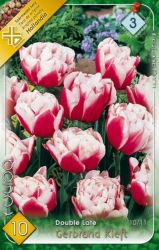 Tulipa Double Late Gerbrandt Kieft tulipn virghagymk 3’