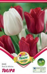  Tulipa Duo Red & White piros s fehr tulipn virghagymk 2’