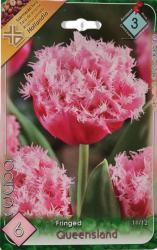  Tulipa Fringed Queensland tulipn virghagymk 3’