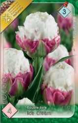  Tulipa Double Late Ice Cream teltvirg tulipn virghagymk 3’