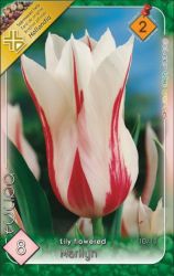  Tulipa Lily flowered Marilyn tulipn virghagymk 2’