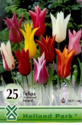  Tulipa Lily flowered mixed vegyes tulipn virghagymk "ris csomag"