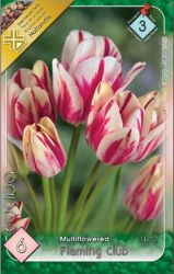  Tulipa Multiflowered Flaming Club Tulipn virghagymk 3’