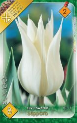  Tulipa Lily flowered Sapporo liliomvirg tulipn virghagymk 2’