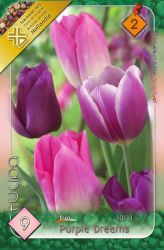  Tulipa Trio Purple Dreams triumph tulipn virghagymk 2’