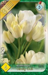 Tulipa Multiflowered Candy Club Tulipn virghagymk 3’