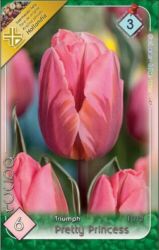  Tulipa Triumph Pretty Princess tulipn virghagymk 2’