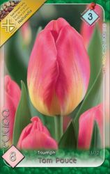  Tulipa Triumph Tom Pouce tulipn virghagymk 2’