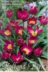 Tulipa Botanical humilis Violacea tulipn virghagymk 3’