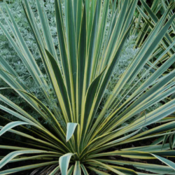  YUCCA FILAMENTOSA BRIGHT EDGE LV 12 kerti plmaliliom