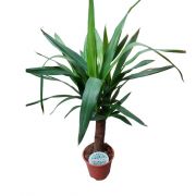  Yucca Elephantipes plmaliliom 12 cm-es cserpben, 30/40 cm