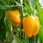  Capsicum monte srga kaliforniai paprika 17 cm-es cserpben (szllts prilis vgtl)