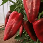  Capsicum orias ers kpia paprika 17 cm-es cserpben (szllts prilis vgtl)