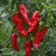  Capsicum pritavit des kpia paprika 17 cm-es cserpben (szllts prilis vgtl)