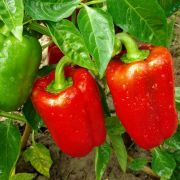  Capsicum spartacus piros kaliforniai paprika 17 cm-es cserpben (szllts prilis vgtl)