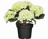  Hydrangea macrophylla hortenzia 22 cm (szi kinzettel, jelenleg nem tl szp)