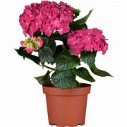  Hydrangea macrophylla hortenzia 22 cm