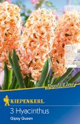 Kiepenkerl Hyacinthus Gipsy Queen jcint virghagymk (szllts 2024.09.01-09.15 kztt)