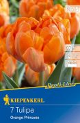 Kiepenkerl Tulipa Orange Princess ksei teltvirg tulipn virghagymk (szllts 2024.09.01-09.15 kztt)