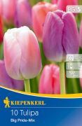 Kiepenkerl Tulipa Big Pride Mischung Darwin-hibrid tulipn virghagymk (szllts 2024.09.01-09.15 kztt)