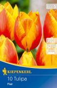 Kiepenkerl Tulipa Flair korai egyszer-virg tulipn virghagymk (szllts 2024.09.01-09.15 kztt)