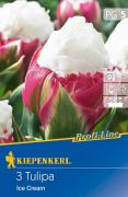 Kiepenkerl Tulipa Ice Cream tulipn virghagymk (szllts 2024.09.01-09.15 kztt)