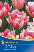 Kiepenkerl Tulipa Peach Blossom korai teltvirg tulipn virghagymk (szllts 2024.09.01-09.15 kztt)