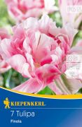 Kiepenkerl Tulipa Finola ksei teltvirg tulipn virghagymk (szllts 2024.09.01-09.15 kztt)