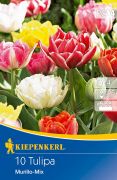 Kiepenkerl Tulipa Murillo-Mix korai teltvirg tulipn virghagymk (szllts 2024.09.01-09.15 kztt)