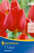 Kiepenkerl Tulipa Apeldoorn Darwin-hibrid tulipn virghagymk (szllts 2024.09.01-09.15 kztt)