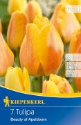 Kiepenkerl Tulipa Beauty of Apeldoorn Darwin-hibrid tulipn virghagymk (szllts 2024.09.01-09.15 kztt)