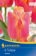 Kiepenkerl Tulipa Jimmy Triumph tulipn virghagymk (szllts 2024.09.01-09.15 kztt)