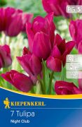 Kiepenkerl Tulipa Night Club csokros tulipn virghagymk (szllts 2024.09.01-09.15 kztt)