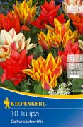 Kiepenkerl Tulipa Balkonzauber Mix vegyes csokros tulipn virghagymk (szllts 2024.09.01-09.15 kztt)