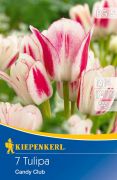 Kiepenkerl Tulipa Candy Club csokros tulipn virghagymk (szllts 2024.09.01-09.15 kztt)