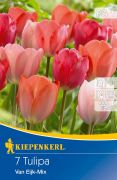 Kiepenkerl Tulipa Van Eijk Mix Darwin-hibrid tulipn virghagymk (szllts 2024.09.01-09.15 kztt)